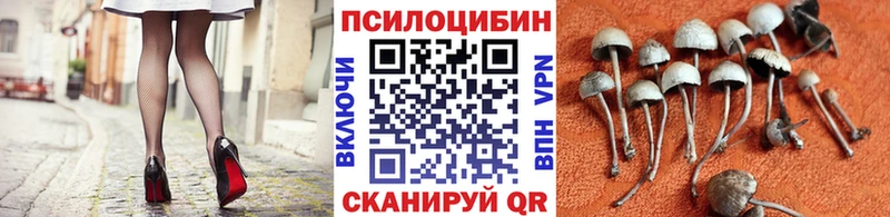 ссылка на мегу как войти  сколько стоит  Ростов  Псилоцибиновые грибы мицелий 